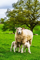 Fototapeta premium Sheeps on farm in Lake District, Pooley Bridge, Ullswater Lake, Lake District National Park, Cumbria, England