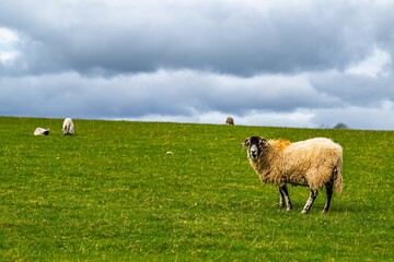 Fototapeta premium Sheeps on farm in Lake District, Pooley Bridge, Ullswater Lake, Lake District National Park, Cumbria, England