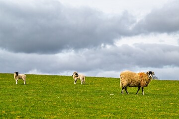 Obraz premium Sheeps on farm in Lake District, Pooley Bridge, Ullswater Lake, Lake District National Park, Cumbria, England