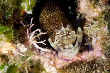 Gambero Vinaio (Gnatophyllum elegans) Spotted Bumblebee Shrimp - Gnathophyllum elegans Alghero, Capo Caccia, Sardinia, Italy