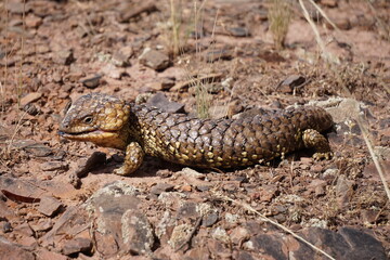 lizard on the ground