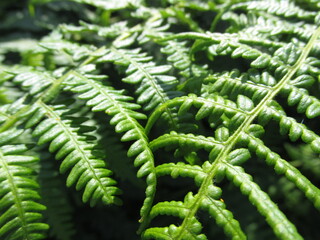green fern leaves