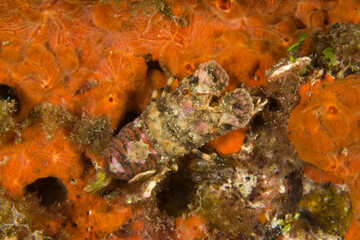 Small European locust lobster or Lesser slipper lobster (Scyllarus arctus) Magnosella (Scyllarus arctus). Cicala di mare. Alghero. Capo Caccia Sardinia Mediterranean Sea. Italy 