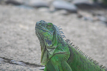 La iguana tiene ojos amarillos