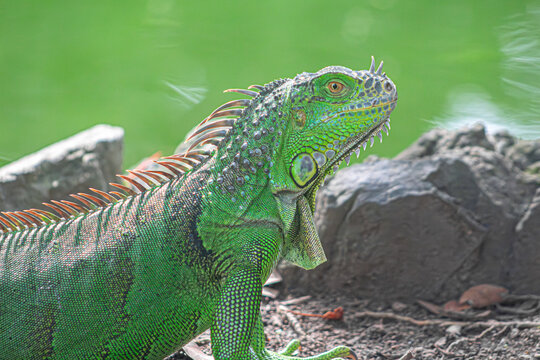 Esa iguana es de color verde intenso