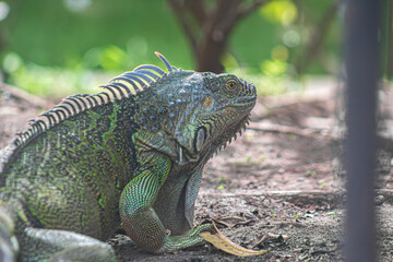 La iguana está descansando bajo la sombra de los árboles