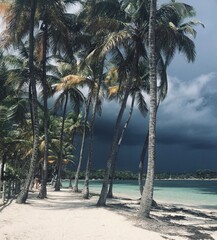 palm trees on the beach