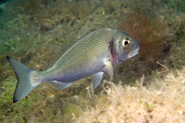 Gilthead seabream, Sparus aurata, Sparidae, Sardinia, Italy, Mediterranean Sea Porto Conte, Alghero, SS, Sardinia, Italy