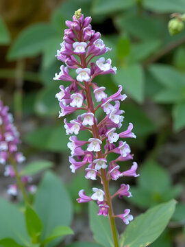 Scrophularia canina dog figwort Mediterranean plant with small purple and white medicinal flowers used as a powerful healing