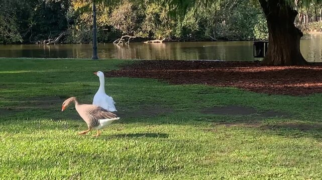 Patos en el parque - Ducks in the park