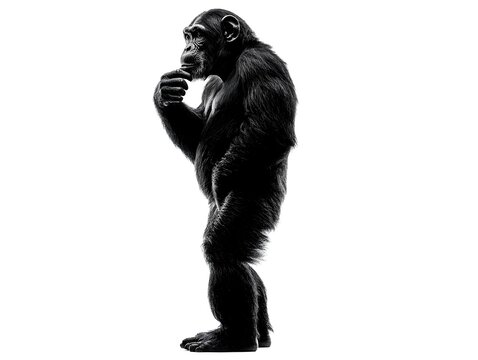 An ape in profile contemplates something with its hand under its chin against a white background.
