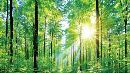 Lush forest scene with sunlight filtering through the trees.