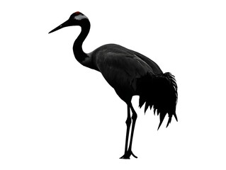 Obraz premium A single black crane stands gracefully in a pristine white studio environment, isolated and elegant pose.