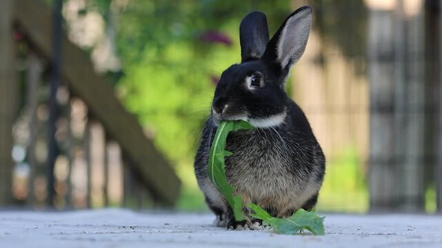 Four month old Black Otter Rex Rabbit eats a dandelion on deck turning head 
