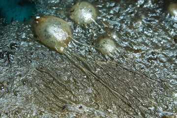 texture of bubbles that settle on water