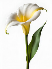 Callas flower isolated on transparent background.