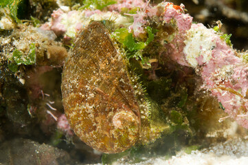 Living Abalone, Green ormer or Ear shell (Haliotis tuberculata aka lamellosa) underwater crawling on a rock on the sea intertidal bottom, Alghero, Sardinia, Italy. Mediterranean sea.
