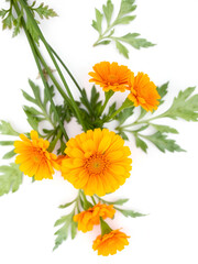 Calendula flowers with leaves isolated on white background