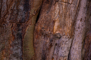Abstract closeup of textures and colors of banyan tree wood in Hawaii
