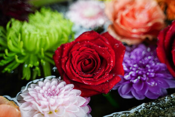 Fototapete bei efototapeten.de bestellen   