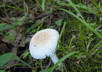 white mushroom in the grass