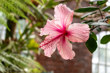 Hawaiian pink tropical hibiscus, beautiful flower