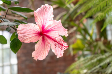 Hawaiian pink tropical hibiscus, beautiful flower