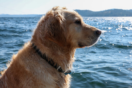 Cute golden retriever dog with wet fur on a dock after swimming in a lake. 