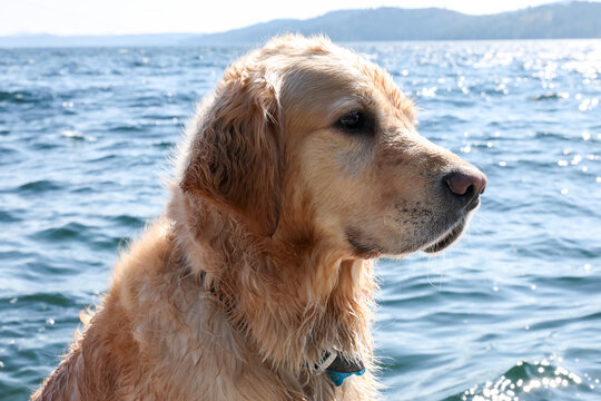 Cute golden retriever dog with wet fur on a dock after swimming in a lake. 