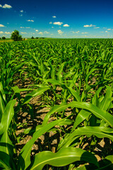 Young corn crop growing under the  summer sun in central North Dakota.