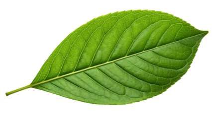 green leaf  isolated on white background or transparent background, png cut out, ready to bring joy to any space