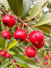 Quandong (Santalum acuminatum) The Quandong is a small Australian fruit-bearing tree known for its tart, red berries. The plant is