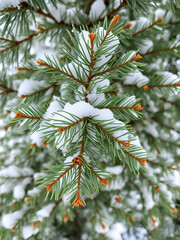 Balsam Fir Needles in Winter