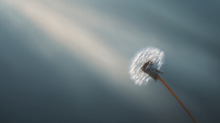 A close-up of a dandelion seed head illuminated by soft light against a blurred blue-gray background.