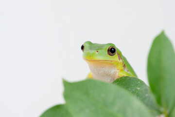 Obraz premium Green Tree Frog on Leaf, White Background