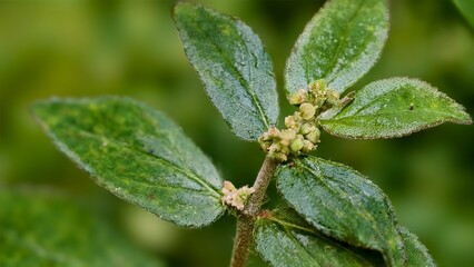 Close-up shot of a Spotted Spurge plant with green leaves, Green Spotted Spurge leaves in the garden, growing wild