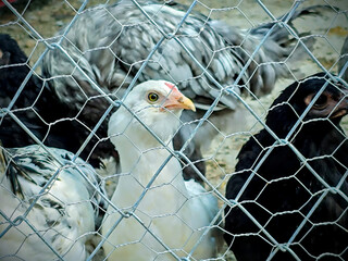 chicken and rooster behind the wires © Nidanur