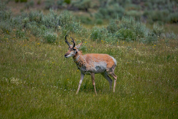 Pronghorn in Yellowstone National Park