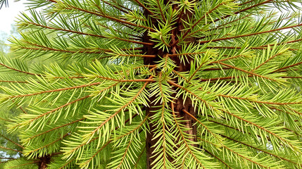 Casuarina equisetifolia is a plant that has leaves with sharp, needle-like tips and a large, hard stem.