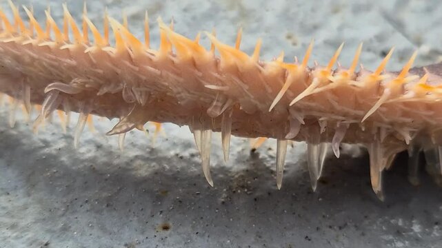 An orange echinoderm limb with a spiky texture and translucent tubular wiggling feet