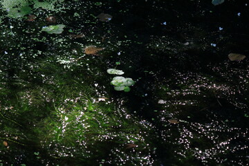 水面に浮かぶ水草に付いた水滴が光り輝く