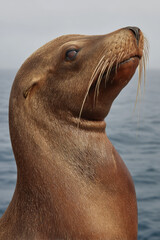 Obraz premium capture stunning portrait photographs of top animals on minimalist background with beautiful bokeh effects