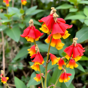 Christmas Bells (Blandfordia grandiflora)  - spectacular waxy flowers approx 50mm long; stems approx 800mm long; colours range from red to yellow - endemic to south-eastern Australia
