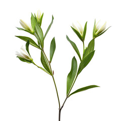 Close-up of a sprig with three clusters of small, white flowers and vibrant green leaves.  Stems branch outward