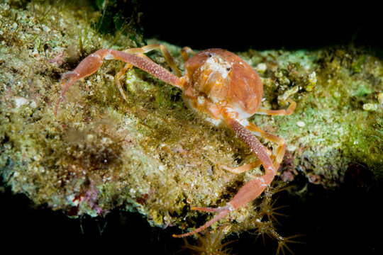 sea pebble crab detailed close-up in natural habitat on rocky bottom, Death's head crab (Ilia nucleus). Capo Caccia, Alghero, Sardinia, Italy