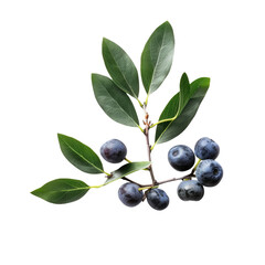 Close-up of a branch with dark berries and leaves