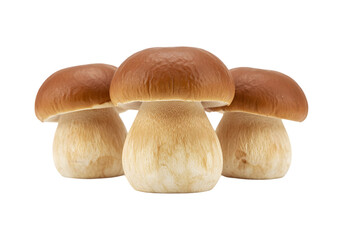 Fototapeta premium Porcini mushrooms on transparent background