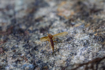 Mosquito on a rock, close-up