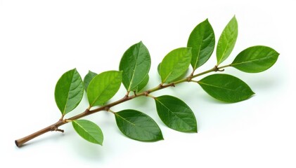 Obraz premium twig of laurel plant isolated on white background , botanical, twig, foliage