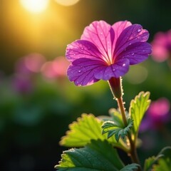 Vibrant purple geraniums unfurl in the warm sunlight, their delicate petals glistening with dew , bloom, purple, geranium